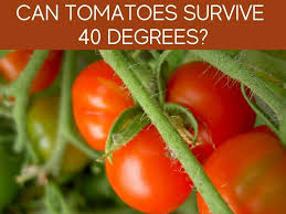 Picking up any old tomato plant for short season, cold, wet weather gardening just isn't going to work out. Is 40 Degrees At Night Too Cold For Tomatoes Greenhouse Today