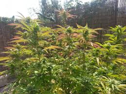 Purp-fest 2017 | Page 5 - THCFarmer