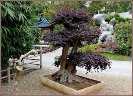 Le Reve De L Empereur 3 Bonsai Plants Garden