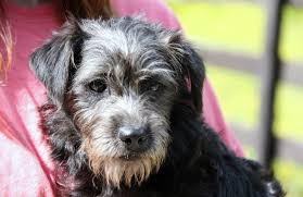 Schnoodle puppy prices vary based on the puppy's generation, their coat characteristics, how many puppies are available, and how valuable the parents are to raising a schnoodle puppy. Chicago Il Poodle Miniature Meet Ema Schnoodle A Pet For Adoption