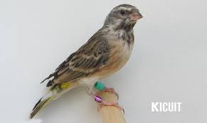 We did not find results for: Download Mp3 Suara Burung Blackthroat Gacor Untuk Masteran Kicuit Com