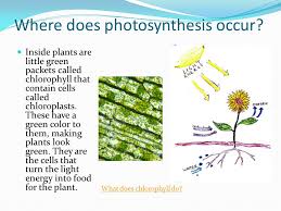 The calvin cycle occurs in the stroma of a chloroplast. Plants Ppt Video Online Download