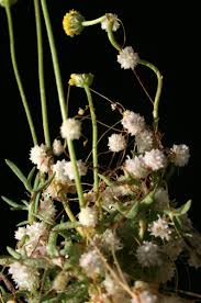 Image result for Cuscuta planiflora