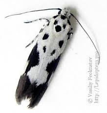 Image result for Ethmia dodecea