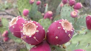 Another interesting way that spines help cacti survive desert environments is by regulating the airflow around the plant. 7 Amazing Cacti You Ll Find In Tucson Tucson Life Tucson Com
