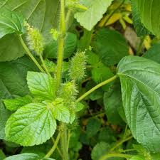 Image result for Acalypha segetalis