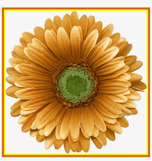 I missed tuesday's upload and so i'm making it up today by uploading two videos and offering the template in this video for free. Fascinating Flower Petal Template Flower Transparent Png 1061x1074 Free Download On Nicepng