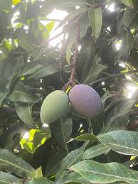 Image result for Mangifera