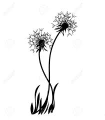 Dandelion black and white clipart. Silhouette Of A Dandelion With Flying Seeds Black Contour Of A Dandelion Black And White Illustration Of A Flower Summer Plant Royalty Free Cliparts Vectors And Stock Illustration Image 129545443