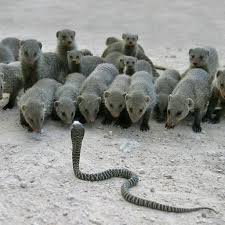 Image result for rikki tikki tavi