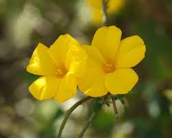 Image result for Reinwardtia indica