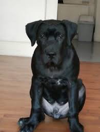 Puppy Growth Chart Black Dogo Canario Male