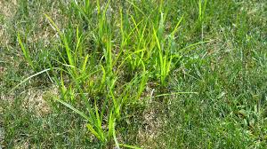 In contrast, tall fescue has coarse, dark green grass blades that are wider than bluegrass and the blade edges feel like sandpaper. Yellow Nutsedge Weed Killer Lawn Dork