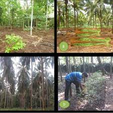 Management of multipurpose trees and shrubs in intimate. Pdf Importance Of Tropical Homegardens Agroforestry System