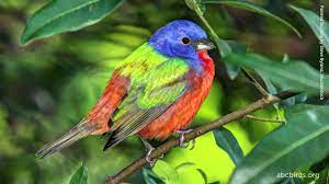 During the winter months, the western population migrates into mexico, while the eastern population migrates into southern florida and on to the caribbean islands. Painted Bunting Song Youtube