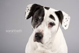 Coco's heart strives to provide each dog we welcome with all recommended care. Abby Sunny Coco Minneapolis Dog Photographer Minneapolis St Paul Pet Photography Joy Sessions