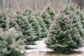 Our soil is our lifeblood, states bob schaefer of noble mountain tree farm. Redland Family Farm U Cut Christmas Trees And Holiday Events In Oregon City