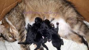 Kucing ini adalah hasil tak terduga dari sebuah percobaan pengembangbiakan eksperimen, yang mencoba menghasilkan abypoint siamese. Distokia Masalah Kucing Beranak Dystocia Cat Birth Difficulties Ini Adalah Bellarina Natasya