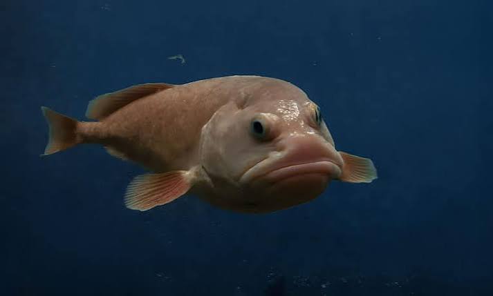 Blobfish Animal Facts - Psychrolutes marcidus - A-Z Animals