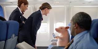 We did not find results for: Emotional Support Animals People Have Tried To Bring On Planes