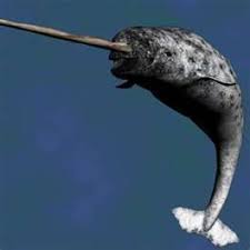 What Do Narwhals Look Like Ocean Creatures Weird Animals Sea Mammal