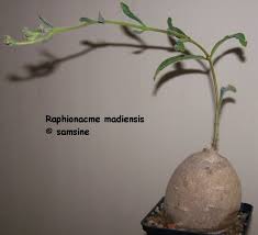 Image result for Raphionacme madiensis