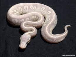 Image Result For Deep Purple Passion Ball Python Serpientes