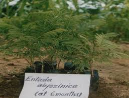 Image result for Entada abyssinica
