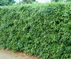 Homepage Bamboekwekerij Bamboehaag Bamboe Voor Hagen Windsingels En Afscheidingen Of Erfafscheidingen Bamboescherm Bamboetuin Tuin Bestrating Hortensia Tuin