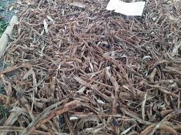 Image result for Cassia sieberiana