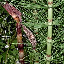Image result for Equisetaceae