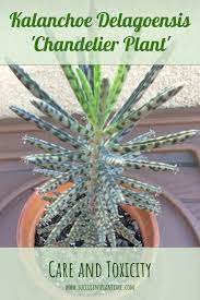 The plantlets on these leaves only grow at the end of the leaf, near the tip. Pin On Succulents