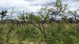 Image result for Dioscorea quartiniana