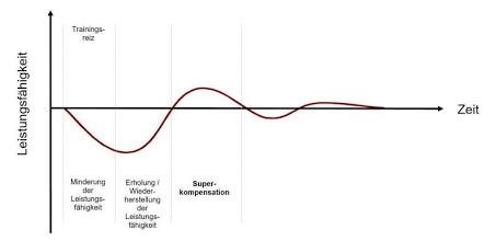 Modell der Superkompensation, KI-generiert