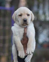 Find golden retriever puppies near you at lancaster puppies. Heart Melting Labrador Puppies Kurzhaarfrisuren Kurze Haare