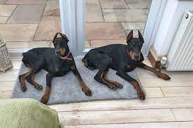 Unique dobermans is dedicated to the preservation of the true dobermann here in america. Doberman Cropped Docked Pedigree Puppies For Sale In Devon