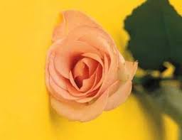 Flowers that symbolise new beginningsthe daffodil. The Significance Of Flowers Howstuffworks