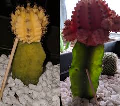 Cactus plants are able to survive in the desert because they are able to store water for long periods. Two Of My Moom Cacti Are Discoloring And Are Becoming See Through What S Happening Succulents
