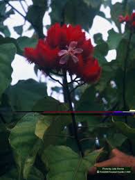 Image result for Bixa orellana