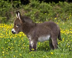 Check spelling or type a new query. 20 Adorable Photos Of Baby Donkey Design Swan