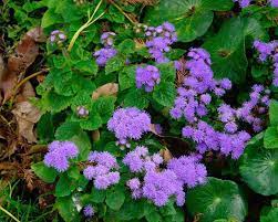 Ageratum Houstonianum Gardensonline