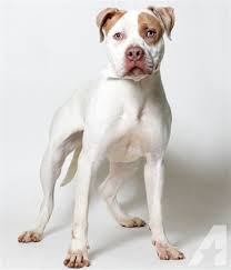 A place to find the rescue american bulldog you have been looking for. Beautiful American Bulldog Young Adoption Rescue For Sale In Columbus Ohio Classified Americanlisted Com