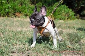 Bring out your cuddle bear in the fuzzy zip up french. Keeping French Bulldog In A Flat English Bulldog Online Uk Shop Harnesses Muzzles Collars And Leads For English Bulldog English Bulldog Online Uk Store