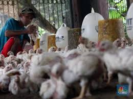 Itu pun cuma dua kandang ayam kecil dengan jumlah tidak hanya itu, seharusnya para peternak juga memperhatikan pengelolaan lingkungan di sekitar kandang ayam, seperti usai panen ayam langsung. Sedih Ri Terancam Impor Ayam Ternyata Ini Biang Keroknya