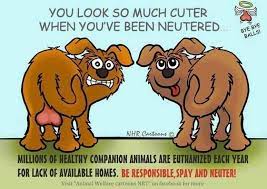 Spay Neuter Neuter Spay Animal Companions