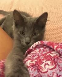 Preparing To Pounce Pretty Cats Cats Cat Gif The gray kitten plays with the mouse in the tablet app, and it's very funny.