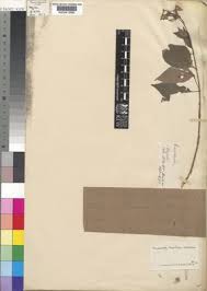 Image result for Pseudomussaenda stenocarpa