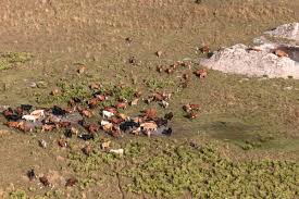 Hanging weight plus processing and delivery. Surviving Climate Change Starts With Heat Proofing The Cow Bloomberg
