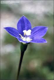 Image result for Wahlenbergia pulchella
