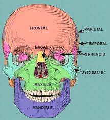 Complete bone fractures may split one. Skull Scalp And Superficial Face